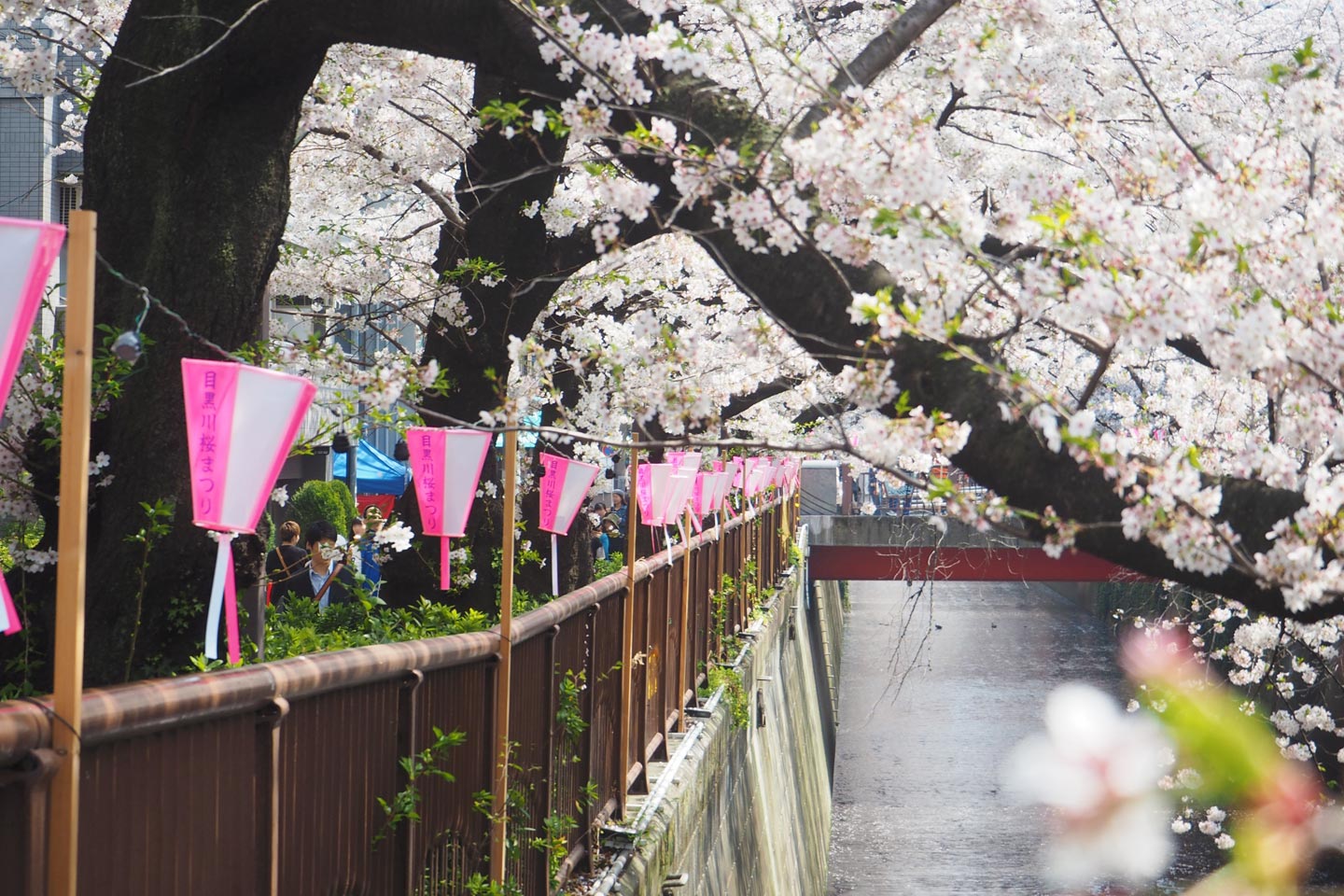 在宅で桜を満喫!ライブカメラで名所の花見を 1 e59ca8e5ae85e381a7e6a19ce38292e6ba80e596abefbc81e383a9e382a4e38396e382abe383a1e383a9e381a7e5908de68980e381aee88ab1e8a68be38292
