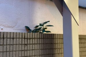 iPhoneのクリーンアップ機能で写真から不要物を消す方法 10 iPhoneのクリーンアップ機能で写真から不要物を消す方法